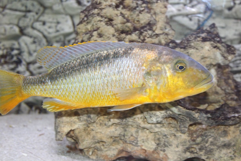 Buccochromis rhoadesii